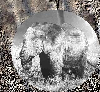 Elefant
